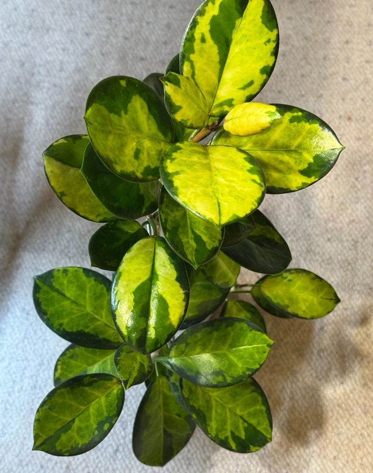 Hoya Australis Lisa Single Node Cutting Variegated Wax Plant Live Cutting for Propagation