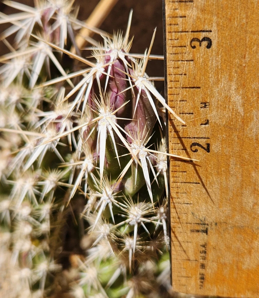 Grusonia Clavata Club Cholla – 1 Live Cactus Segment Cutting – Hardy Desert Cactus Starter Plant