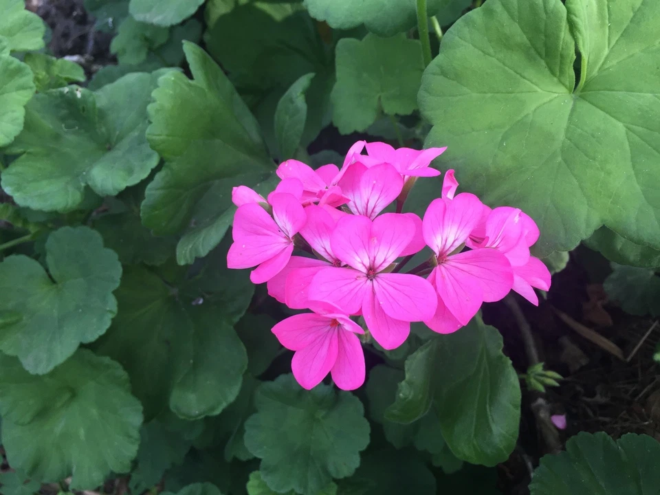 Purple Pink Zonal Geranium Starter Cuttings – 12 Live Pelargonium hortorum Cuttings 6 Inches Long