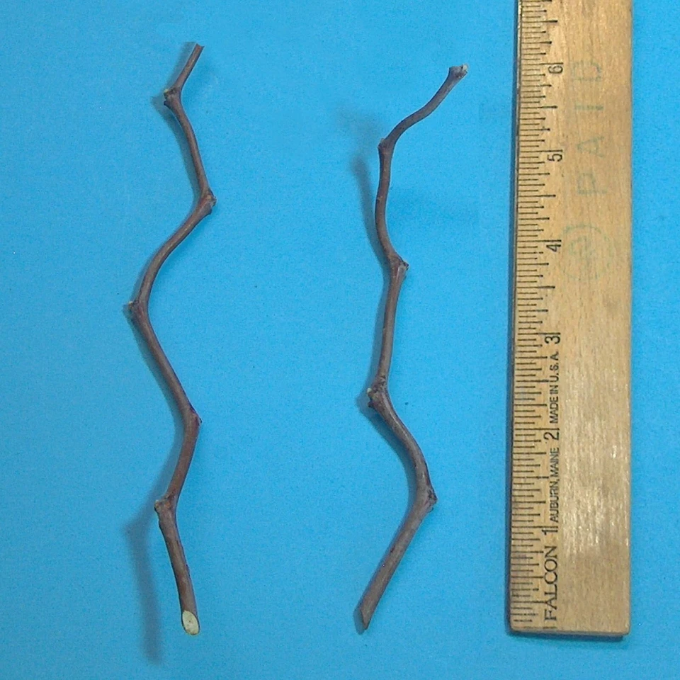 So Contorted Jujube Scionwood Cuttings 6 Inch Thin Grafting Wood 2 Pieces
