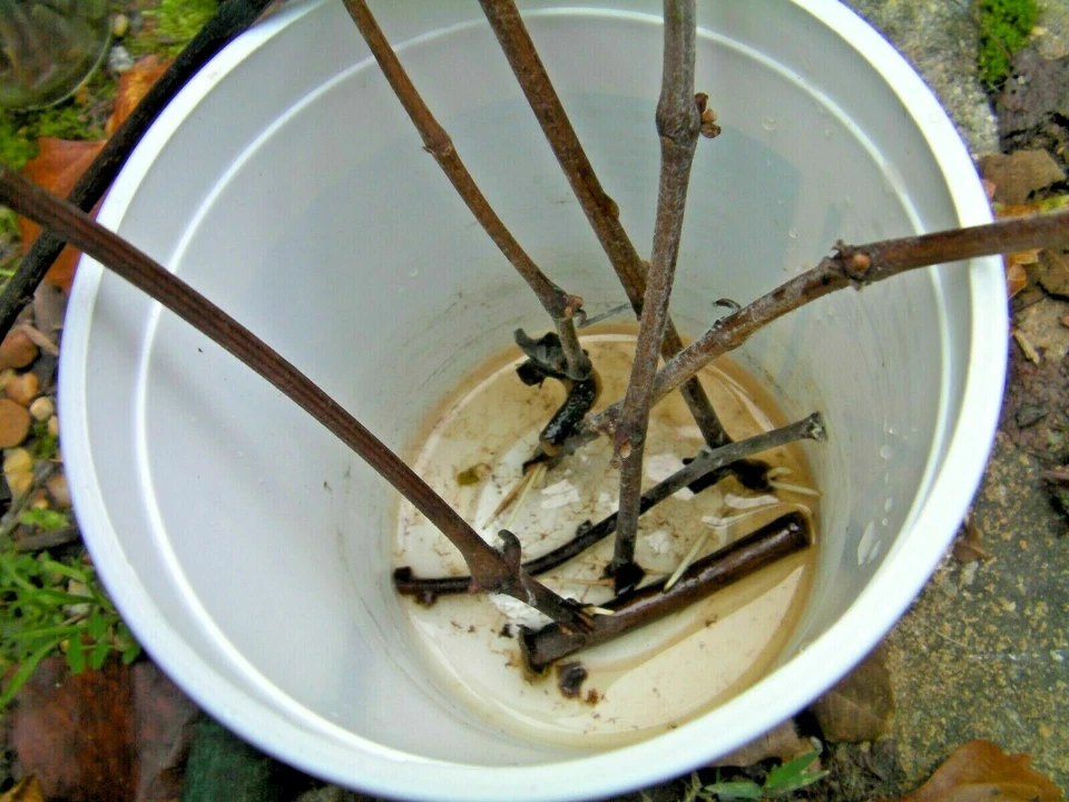 Pink and White Azalea Cuttings Set of 7 Unrooted Pieces for Rooting or Grafting Ornamental Shrub