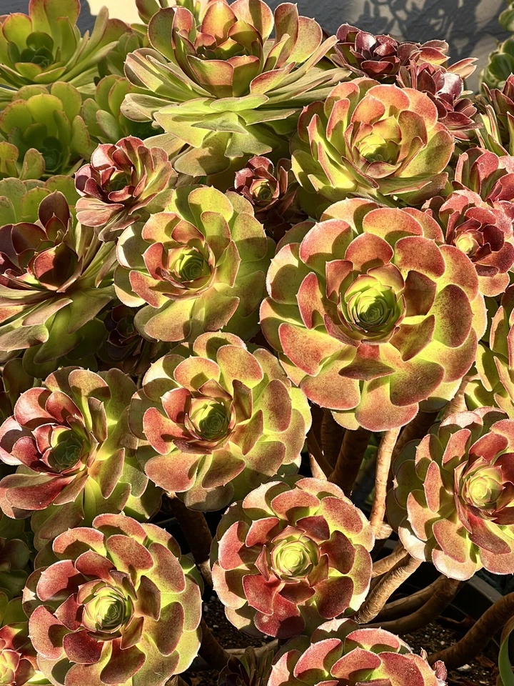 Aeonium Plum Purdy Succulent Cutting Unrooted Live Rosette Plant for Propagation
