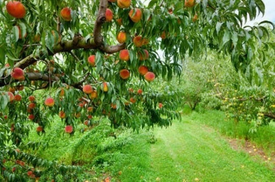 Elberta Peach Tree Cuttings – 10 Fresh Unrooted Cuttings 6–8 Inches, Prunus Persica, Fruit Tree Propagation