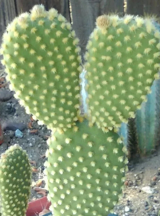 Bunny Ears Cactus Pads Set of 5 Opuntia Microdasys Unrooted Live Cactus for Propagation