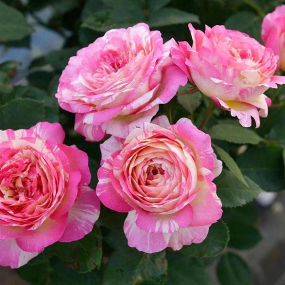 Marc Chagall Rose Cuttings, 3 Live Rose Cuttings for Rooting or Grafting