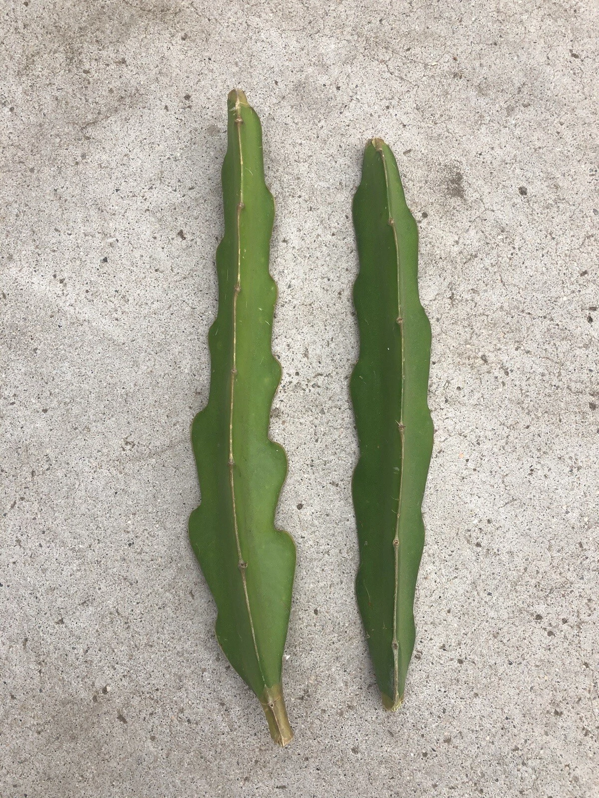 Pink Dragon Fruit Cuttings – 2 Fresh 8 Inch Hylocereus Cuttings, Unrooted Cactus for Planting