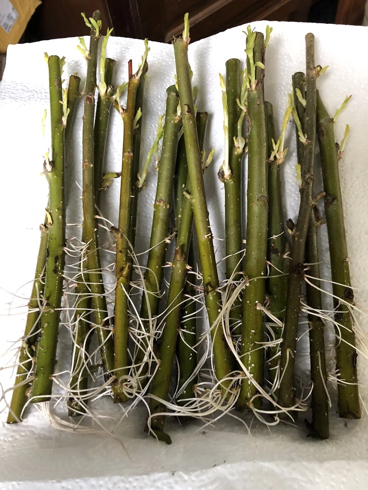 Austree Hybrid Willow Cuttings – 100 Unrooted Salix Cuttings for Rooting, Fast Growing Shade Tree