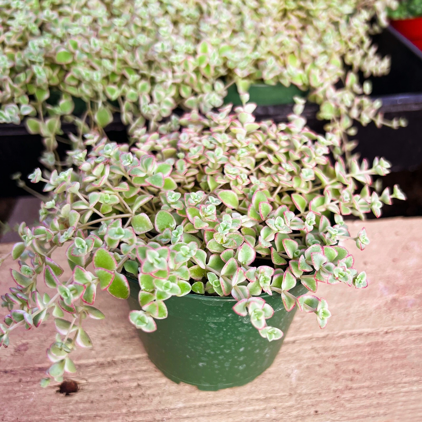 Crassula Sedum Little Missy Fully Rooted Succulent Plant in 4 Inch Planter Pot Live Indoor Plant