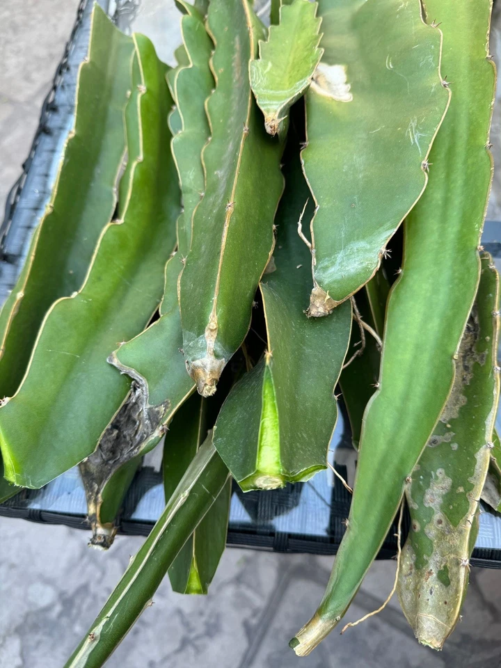 Dragon Fruit Cuttings for Planting – 10 Organic Unrooted Stems, 8–14 Inch Tropical Cactus Cuttings