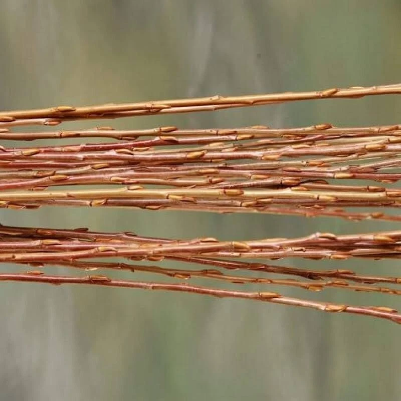Weeping Willow Cuttings – 20 Unrooted Salix babylonica Tree Stems for Rooting or Propagation