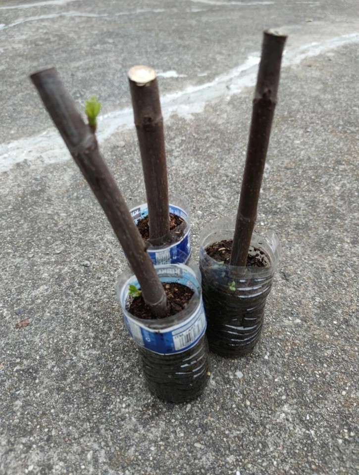 Sweet Jerusalem Fig Cuttings, 2 Live Fig Tree Cuttings for Planting