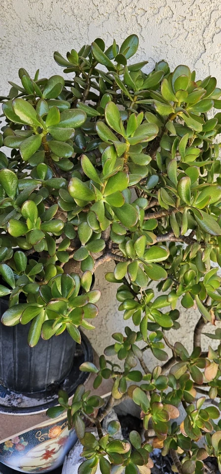 Jade Plant Cuttings – 8 Inch Live Unrooted Crassula Ovata Succulent, Deep Green Jade Starter for Indoor Growing