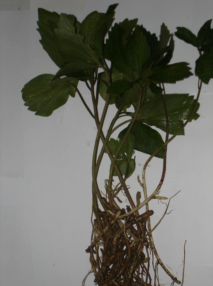 Pachysandra Procumbens Native Ground Cover Rooted Cuttings, Allegheny Spurge Woodland Plant Set of 5