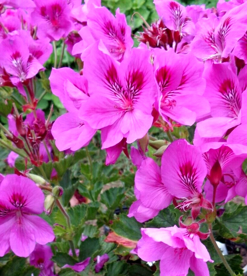 Purple Pink Regal Geranium Cuttings Pelargonium 3 Live Cuttings 6 Inch Plants