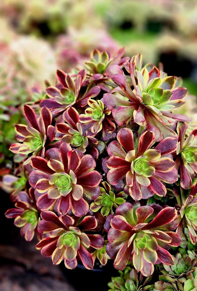 Aeonium Superbang Succulent Cutting 3 Inch Variegated Rosette Live Plant for Propagation