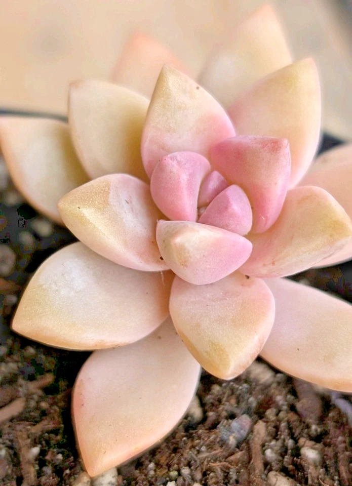 Pink Graptopetalum Paraguayense Ghost Plant – Live Succulent Plant 2.5 Inch Rosette for Containers