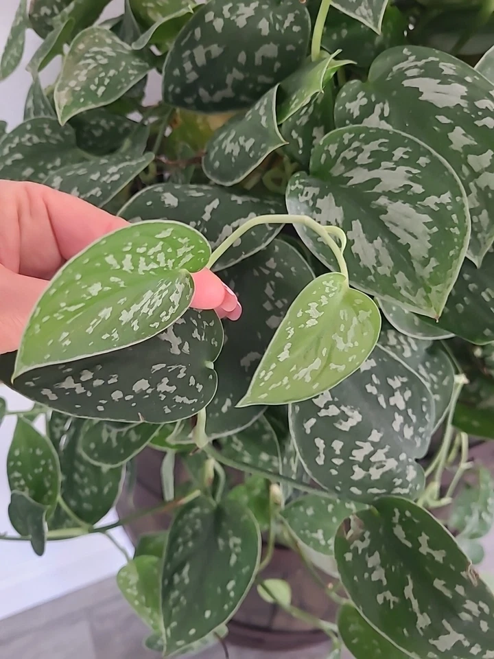 Silver Satin Pothos Cutting – 3 Node Fresh Scindapsus Pictus Cutting, Trailing Houseplant for Propagation
