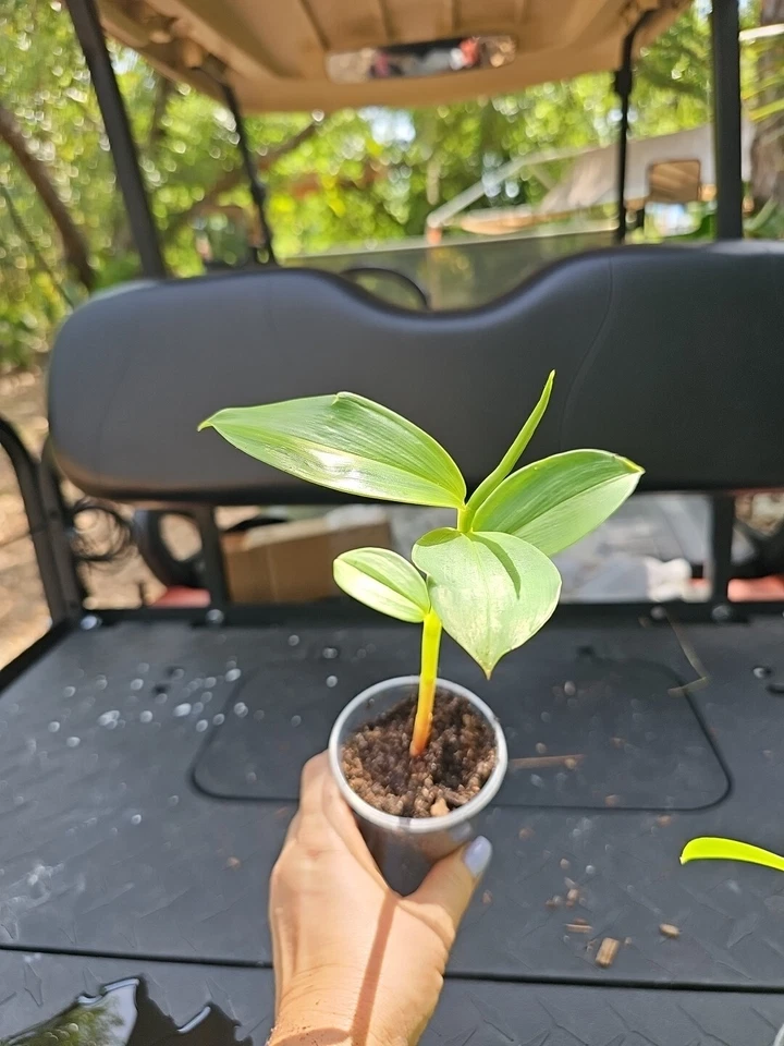 Spiral Red Button Ginger Plant, Costus woodsonii Rooted Starter 10–12 Inch
