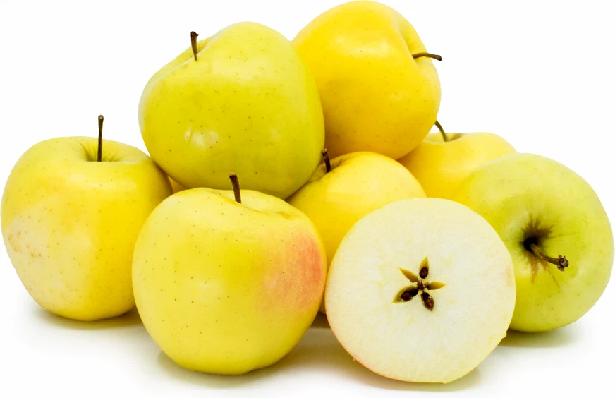 Golden Delicious Apple Scion Cuttings – 16 Thin Unrooted Scions, Malus domestica for Grafting or Rooting