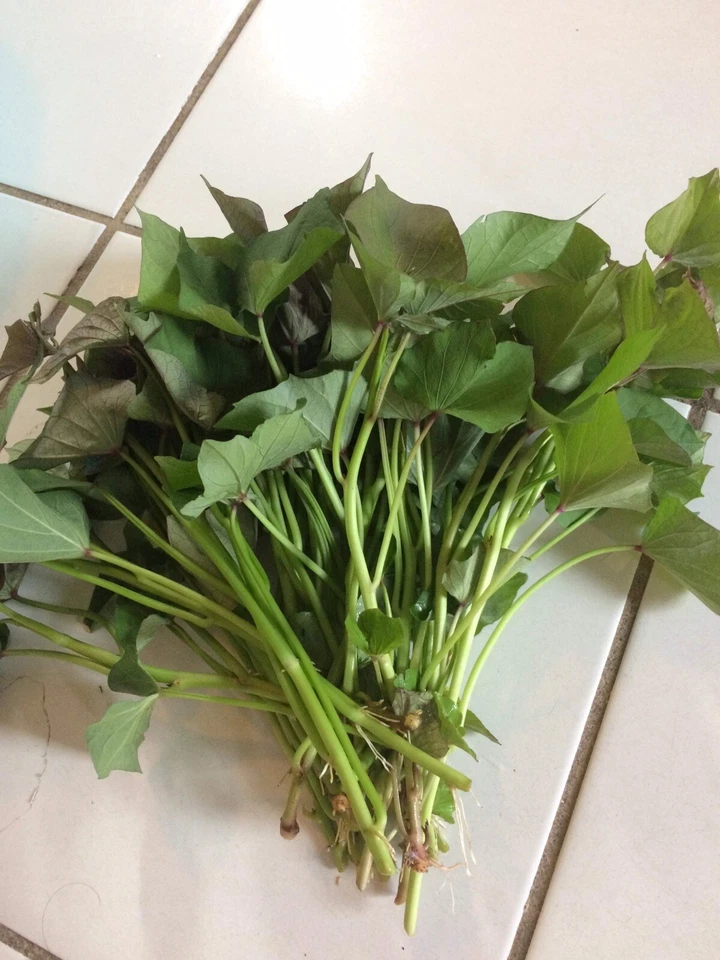 Beauregard Sweet Potato Slips – 15 Ipomoea batatas Live Cuttings for Planting and Home Garden Growing
