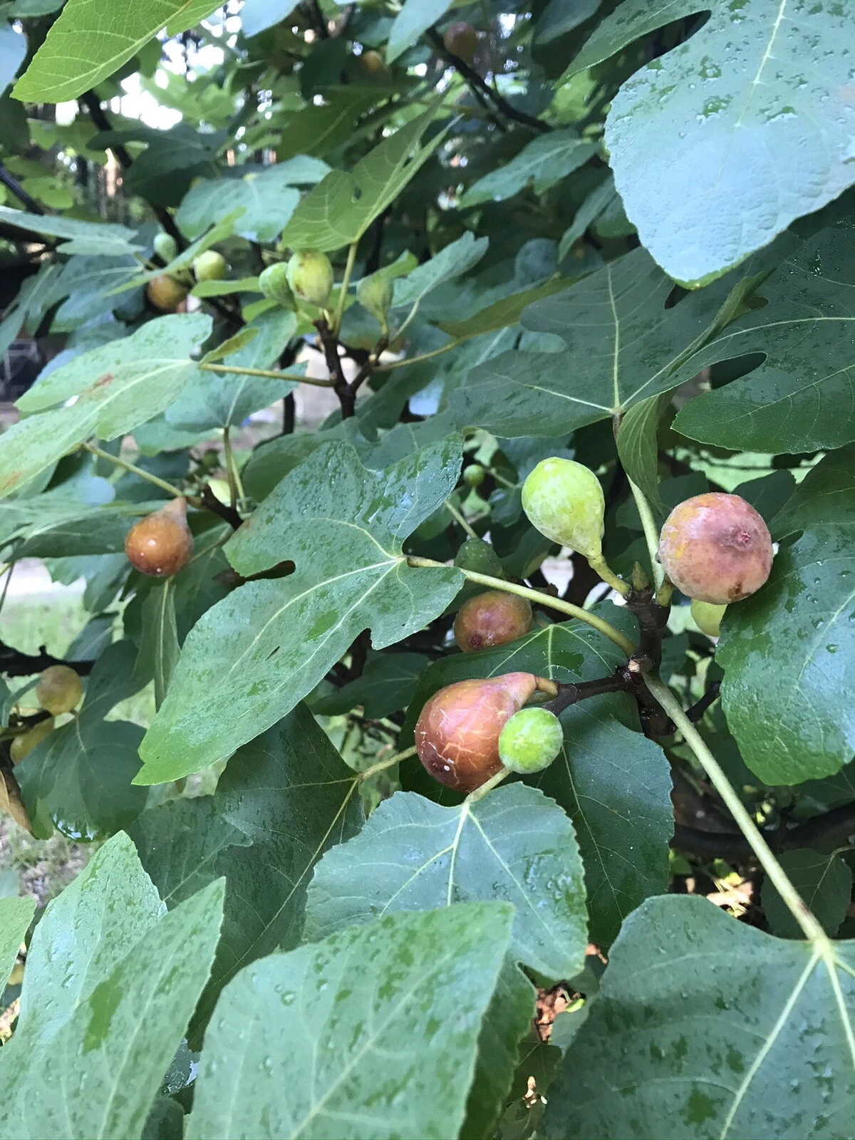 Brown Turkey Fig Tree Cuttings – 5 Ficus Carica Cuttings, 6–8 Inch Fig Cuttings for Propagation