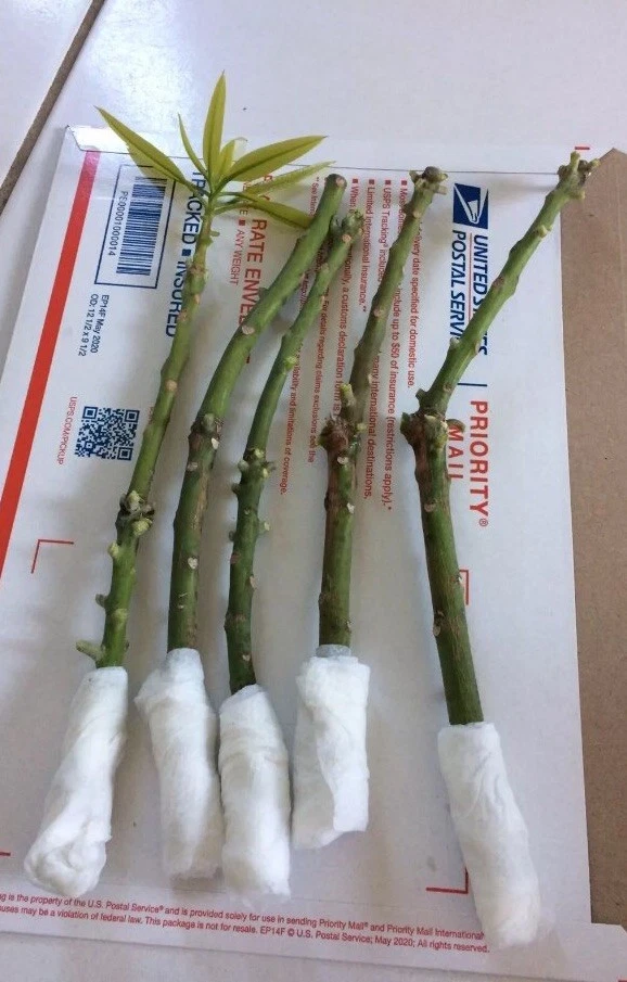 Valencia Mango Scions for Grafting, Mango Tree Scionwood Cuttings for Propagation Set of 5