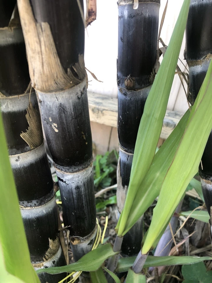 Green Sugarcane Live Cuttings Set of 6, Saccharum officinarum Plant for Garden or Container Growing