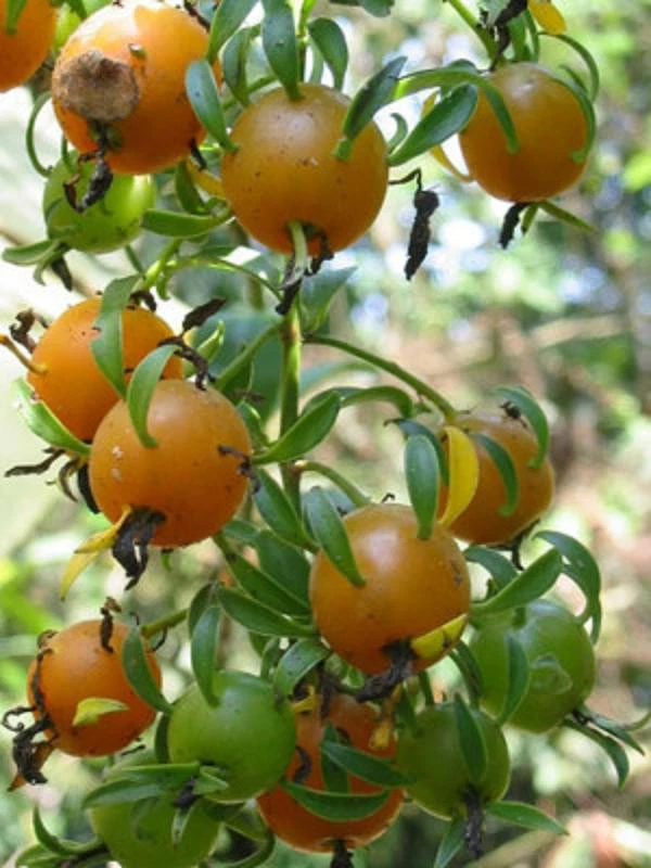Pereskia aculeata Plant – Live Leaf Cactus Vine Climber in 4 Inch Pot, Barbados Gooseberry Cactus
