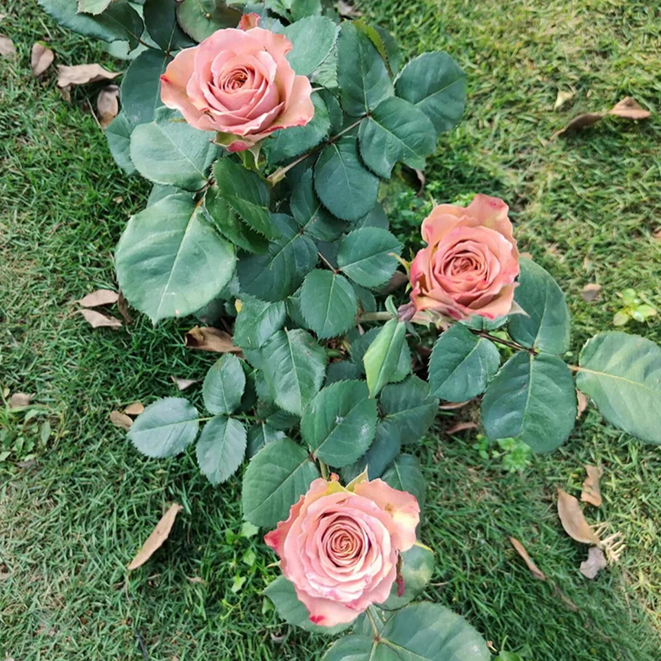 Cappuccino Rose Cuttings – 3 Unrooted Stems for Rooting or Grafting – Rare Brown-Toned Rose Variety