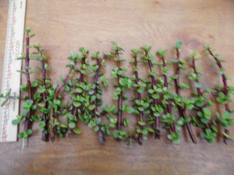 Portulacaria afra Cuttings Bulk Lot, 12 Spekboom Succulent Cuttings 6 Inch Red Stems