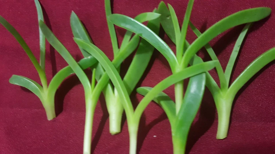 Delosperma Ice Plant Cuttings – Coastal Pigface Succulent – 6 Fresh 3–4 Inch Cuttings for Propagation