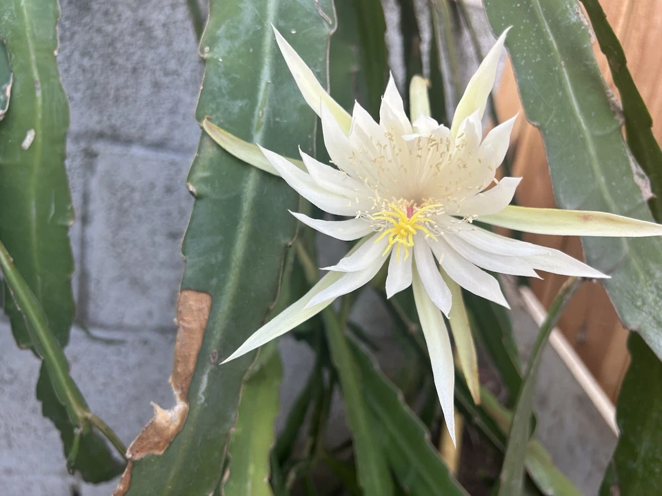 Epiphyllum Orchid Cactus Ophelia Cutting, White Flower 8–10 Inch Unrooted Segment