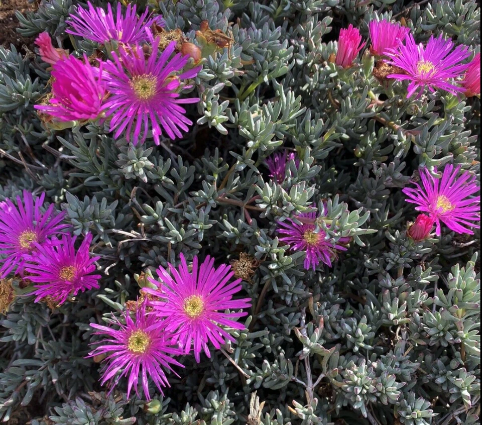 Magenta Ice Plant Delosperma Cooperi Ground Cover Cuttings Set of 5 Unrooted Hardy Succulent