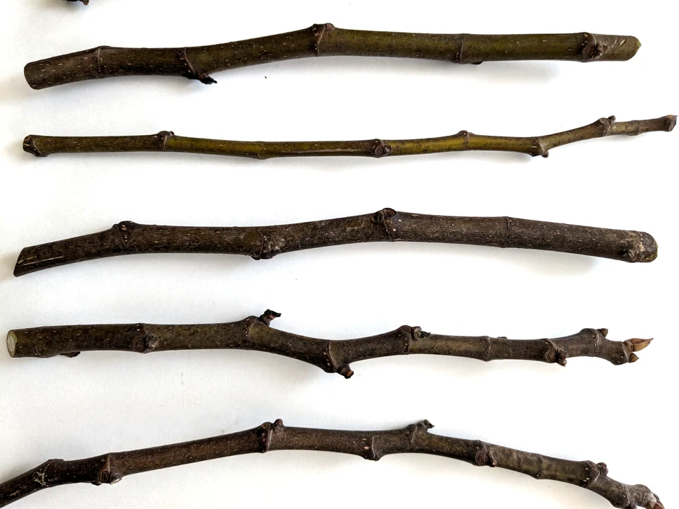 Chicago Hardy Fig Tree Cuttings – 10 Unrooted Hardwood Cuttings, 9–10 Inches Long, Avg 5 Nodes for Propagation