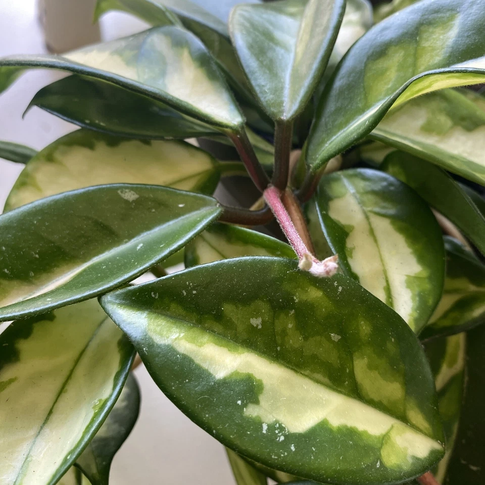 Hoya Krimson Princess Cuttings 2 Unrooted Hoya Carnosa Variegated 3 Inch Cuttings