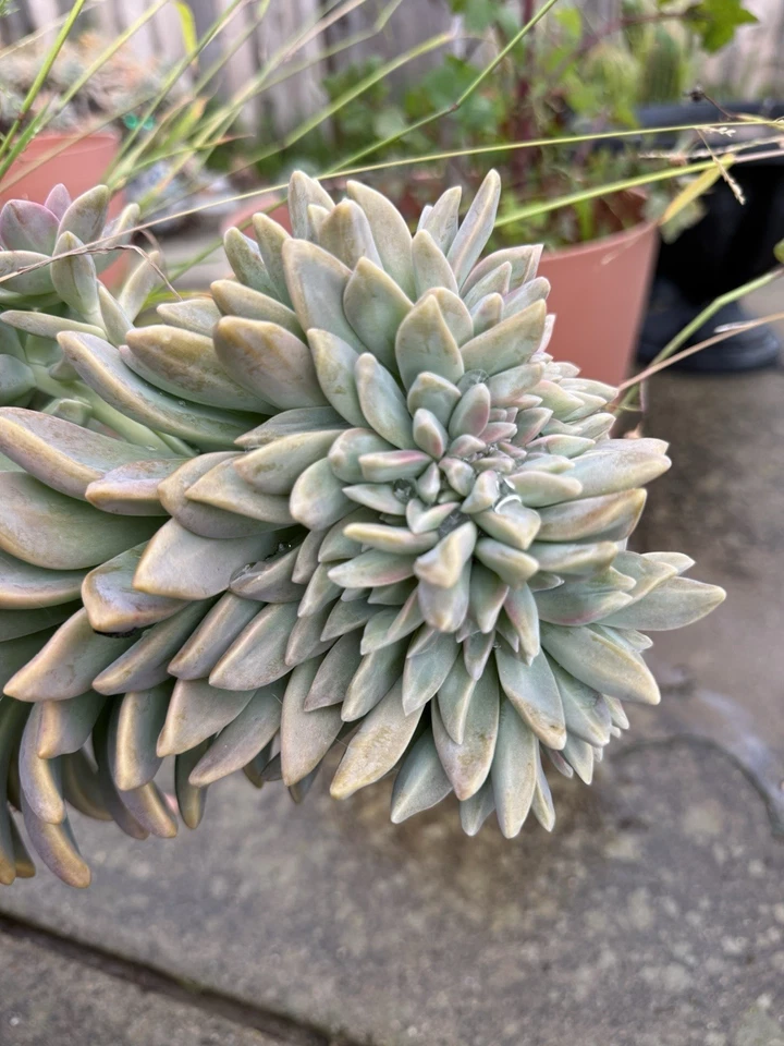 Ghost Plant Succulent Cuttings 4 Inch, Graptopetalum Paraguayense Unrooted Stems for Propagation Ornamental Succulent