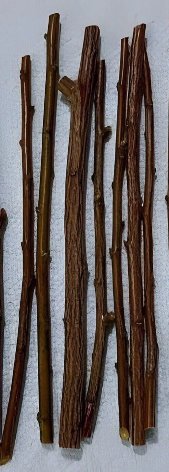 Plum Tree Cuttings Prunus 13 Unrooted Cuttings For Rooting And Grafting