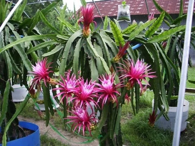 Dragon Fruit Cuttings Pitaya Cactus 14 Unrooted Cuttings 8–14 Inch Long