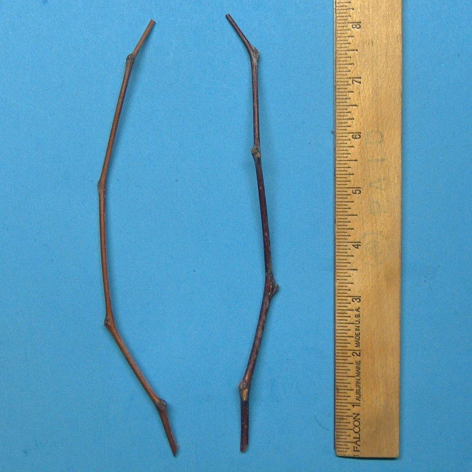 Chico Jujube Unrooted Scion Cuttings – 2 Ziziphus jujuba ‘Chico’ 8 Inch Tree Cuttings for Grafting
