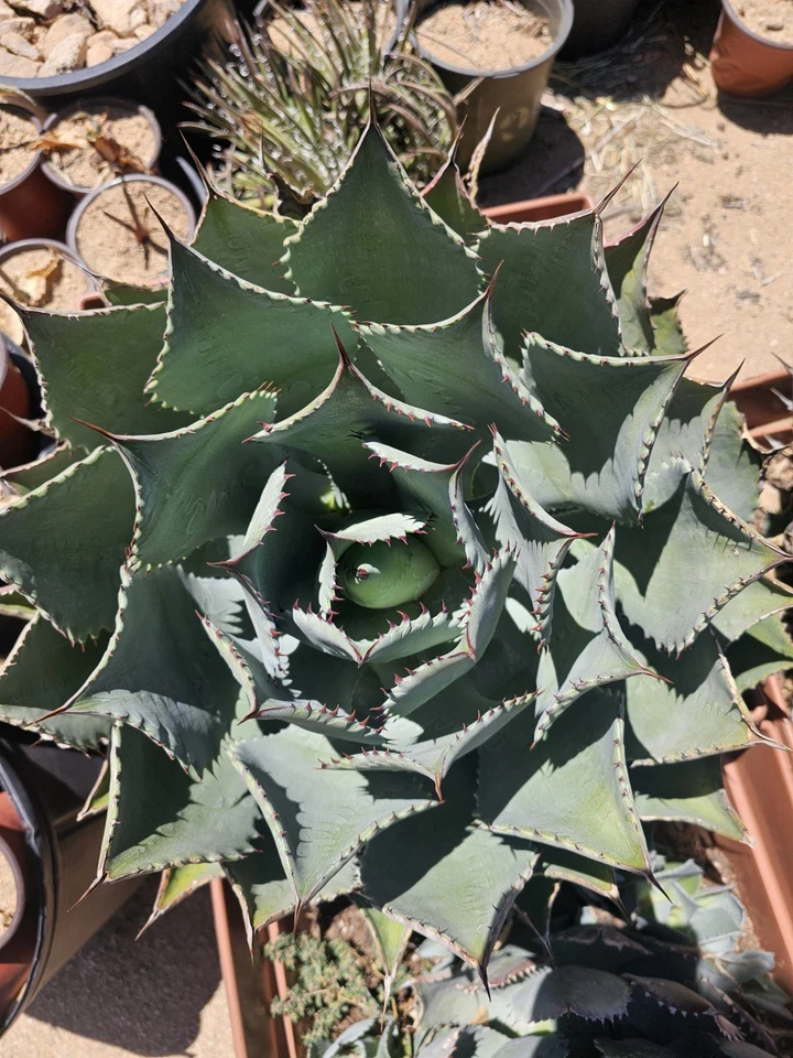 Agave Potatorum Cameron Blue Live Pup for Planting – 4–6 Inch Blue Agave Succulent Plant