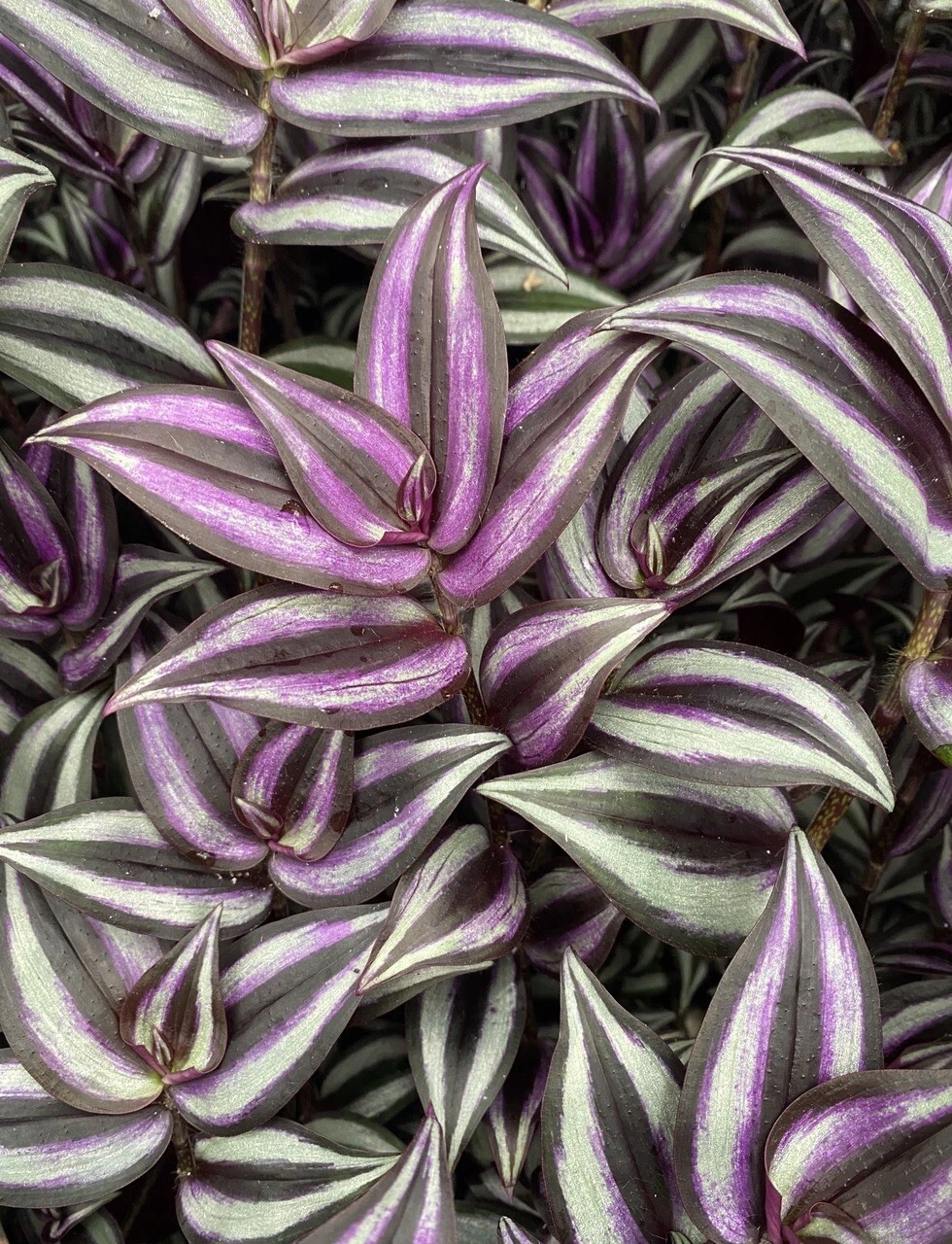 Organic Tradescantia Zebrina Cuttings – 5 Live Wandering Jew Purple Trailing Houseplant Cuttings