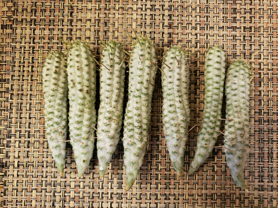 2 Euphorbia Mammillaris Variegata Cuttings – White Ghost Form – 2 Inch Unrooted Succulent Cactus Cuttings