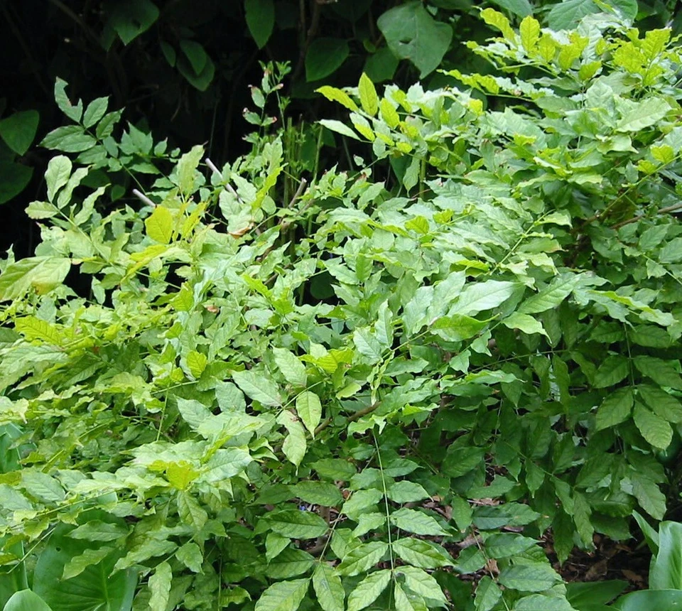 Chinese Wisteria Live Rooted Vine 1–2 Ft Purple Blue Flowers Wisteria Sinensis Climbing Plant