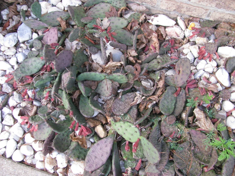 Prickly Pear Cactus Pads – 9 Live Opuntia Pads, Yellow Flower Cactus, Cold Hardy Outdoor Cacti