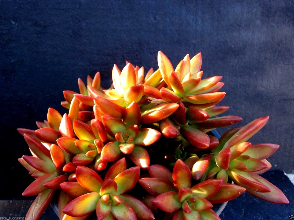 Sedum Adolphii Firestorm Succulent Cuttings, 2 Unrooted Pups for Propagation