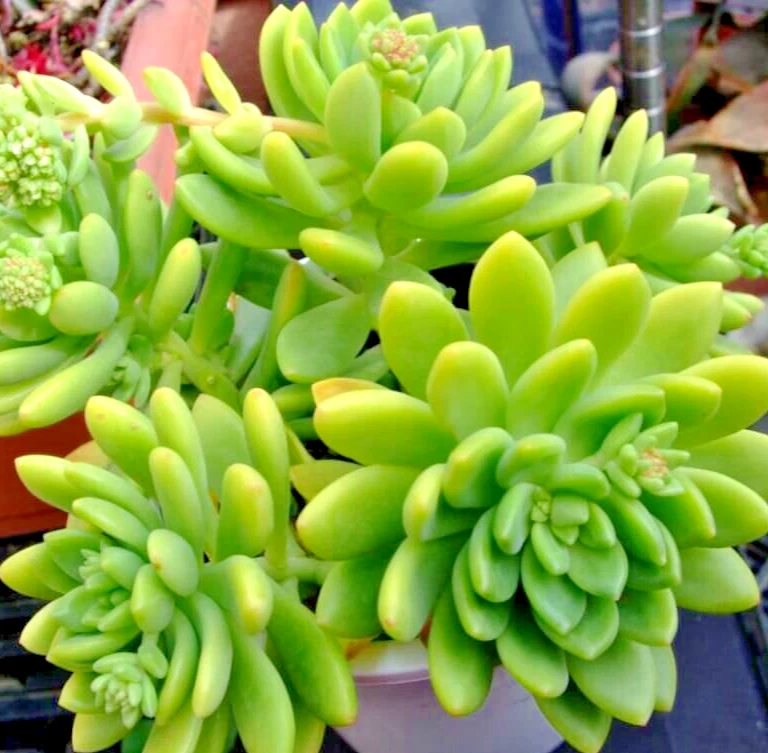 Sedum ‘Alice Evans’ Succulent Cuttings – 5 Live Stonecrop Rosettes, Easy-Grow Hardy Succulents for Pots, Rock Gardens & Ground Cover
