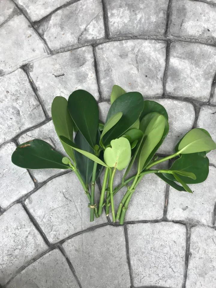 Clusia Rosea Cuttings – 9 Fresh Autograph Tree Stems Ready to Propagate, Live Clusia Clippings for Rooting