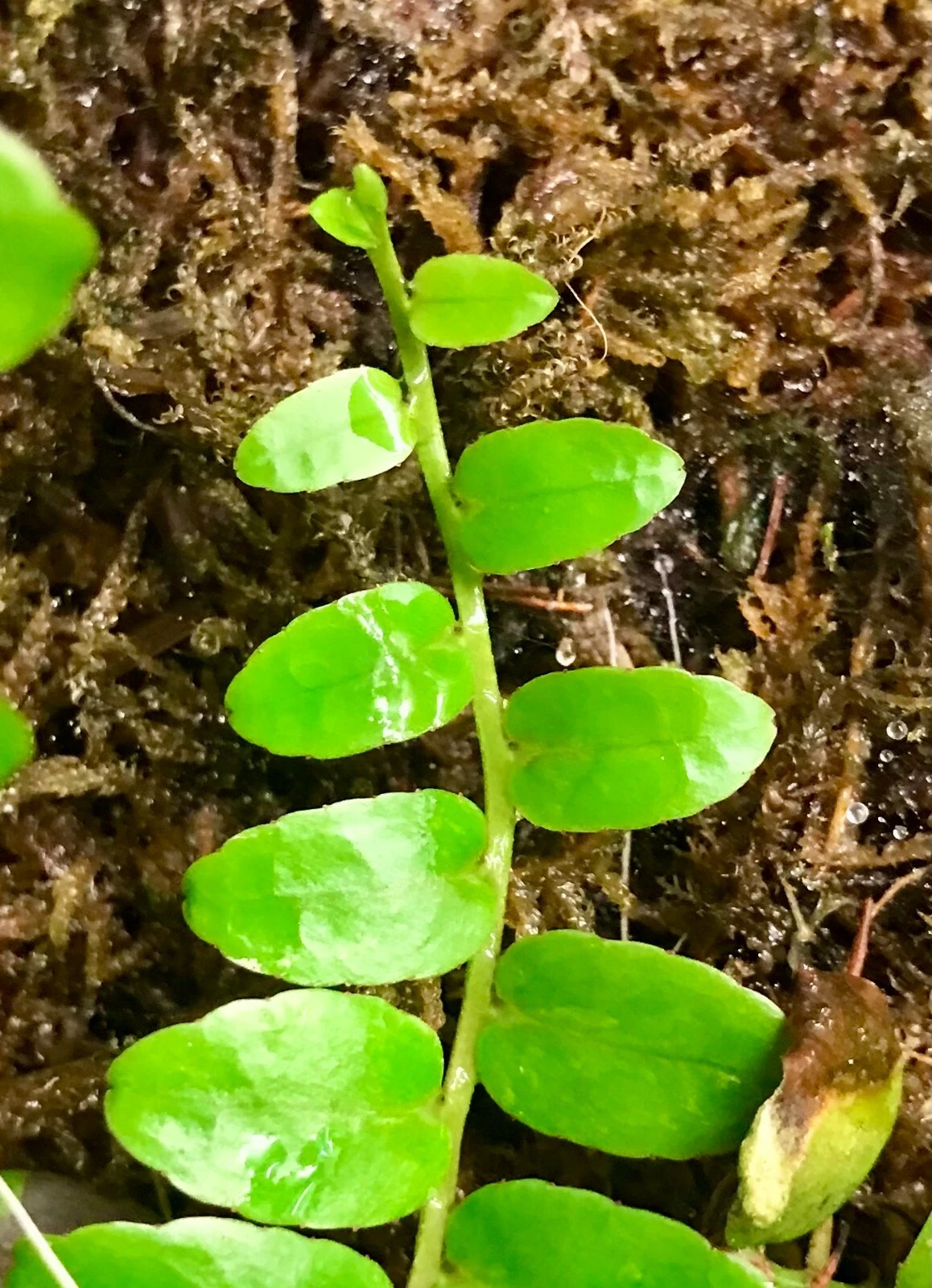 Marcgravia Rectiflora Cutting – Live Unrooted Marcgravia Plant with 10 Plus Leaves for Indoor Growing