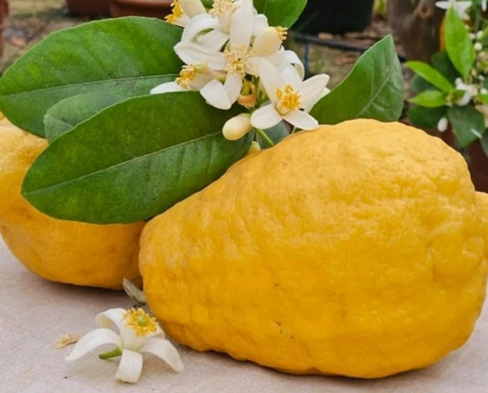 Ponderosa Lemon Cutting – Citrus limon ‘Ponderosa’ Scion 6–8 Inch Long for Rooting or Grafting