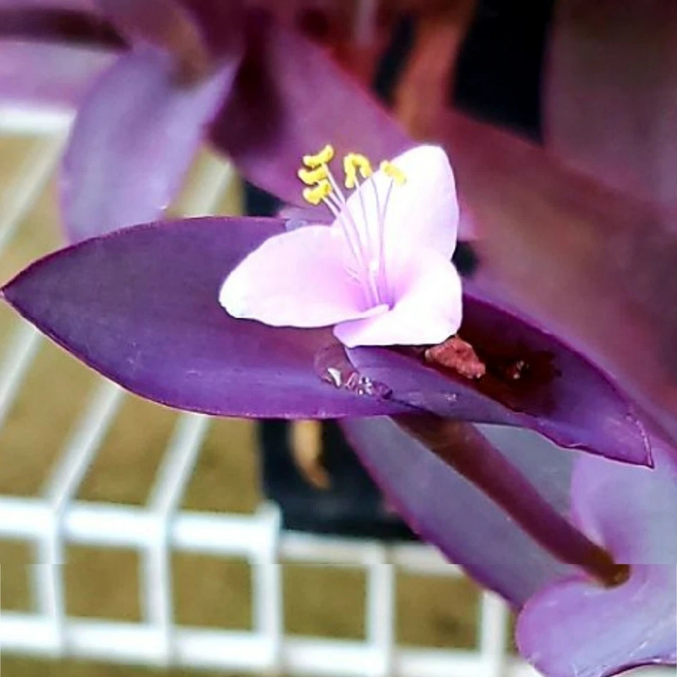 Wandering Jew Purple Cuttings – 10 Live Tradescantia Pallida Cuttings for Indoor or Outdoor Planting